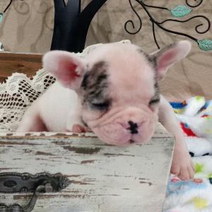 French Bulldog Puppy Anson
