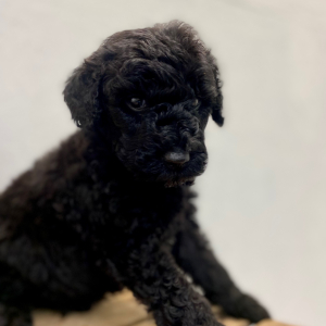 Labradoodle Puppy Brycen