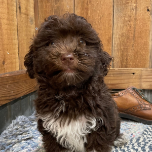 Havapoo Puppy Oliver