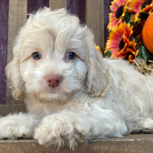 Cockapoo Puppy Ruger