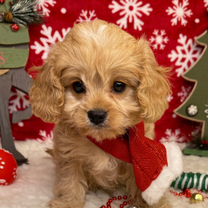 Cavapoo Puppy Acer