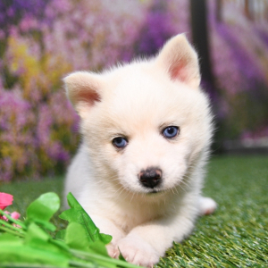 Pomsky Puppy Casper