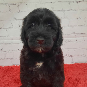 Portuguese Water Dog Puppy Jax