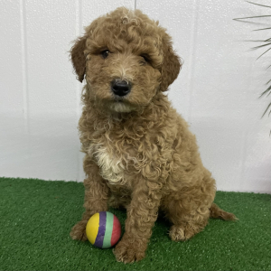 Goldendoodle Puppy Robyn