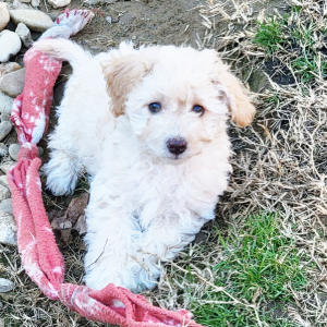 Goldendoodle Puppy Rosey