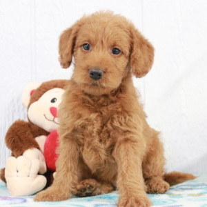 Labradoodle Puppy Tracy