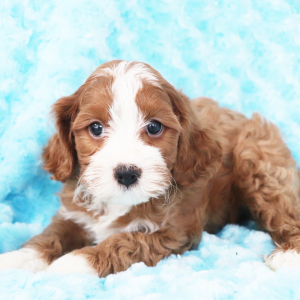 Cavapoo Puppy Andrew