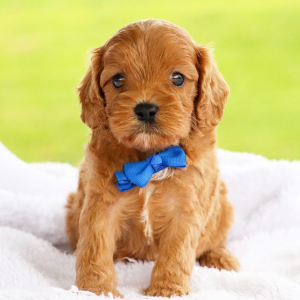 Cavapoo Puppy Conner