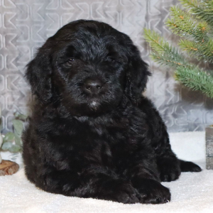 Goldendoodle Puppy Vick