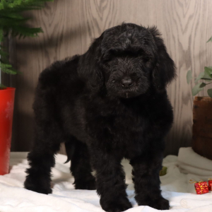 Goldendoodle Puppy Vick