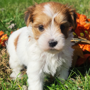 Morkie Puppy Barbie