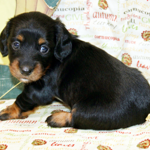 Dachshund Puppy Asya