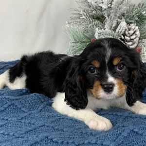 Cavalier King Charles Spaniel Puppy Kurtis