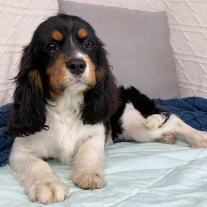 Cavalier King Charles Spaniel Puppy Kurtis