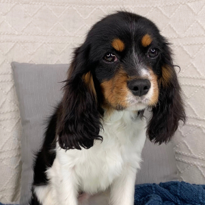 Cavalier King Charles Spaniel Puppy Kurtis