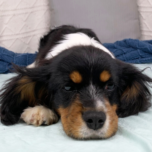 Cavalier King Charles Spaniel Puppy Kurtis
