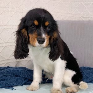 Cavalier King Charles Spaniel Puppy Kurtis