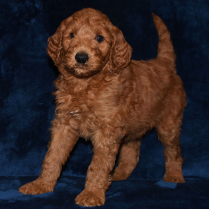 Labradoodle Puppy Rascal