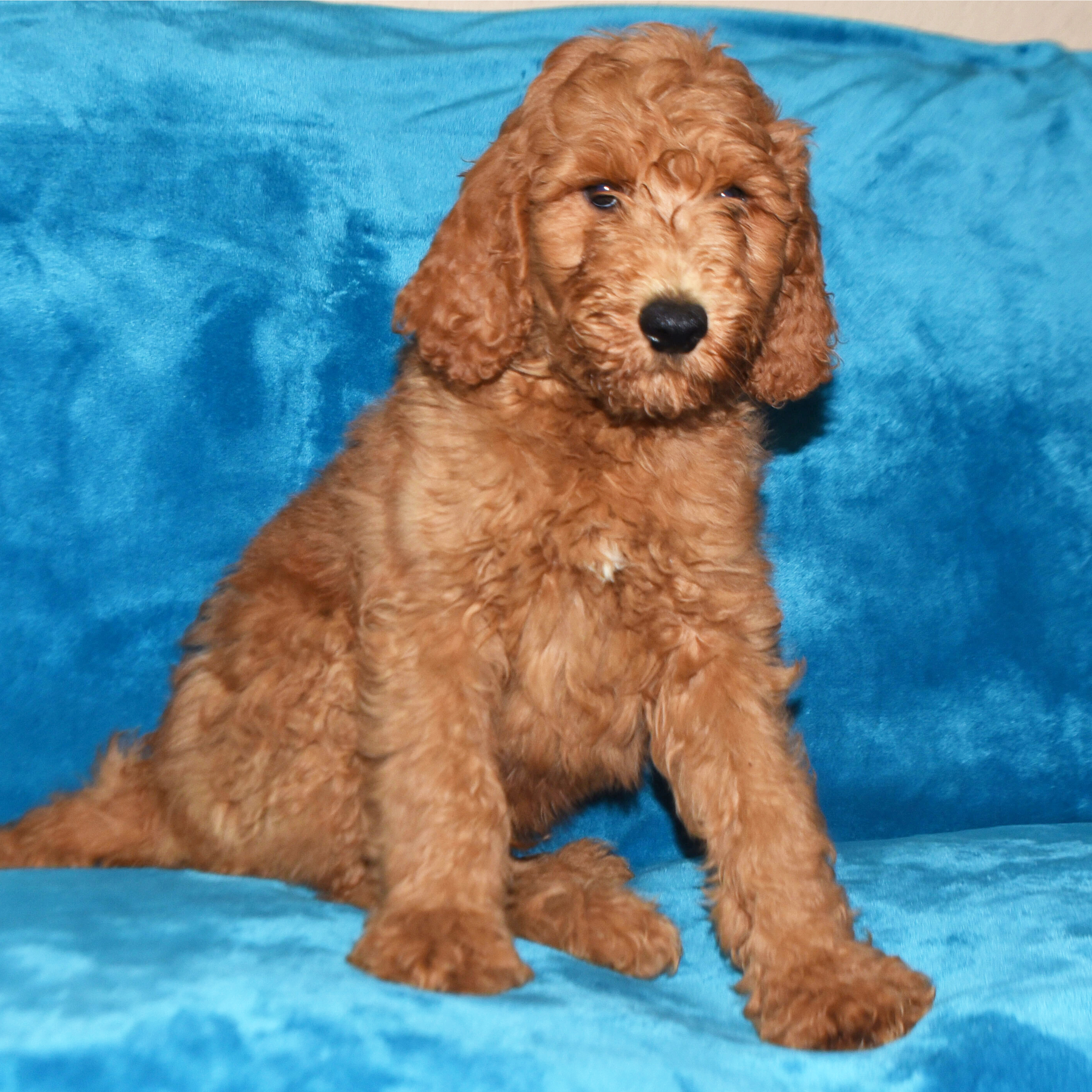red haired labradoodle