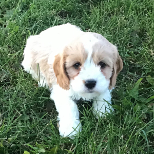 Cavapoo Puppy Melvin