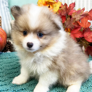 Pomeranian Puppy Winston