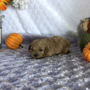 Bichonpoo Puppy Cameron