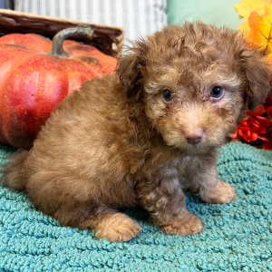 Pomapoo Puppy Ross