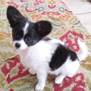 Chihuahua Puppy Rusty