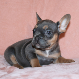 French Bulldog Puppy Stella Bell