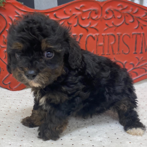 Cavapoo Puppy Benji