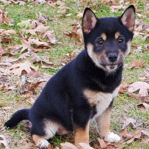 Shiba Inu Puppy Bailey