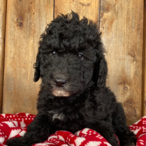 Labradoodle Puppy Sassy