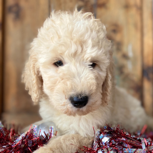 Labradoodle Puppy Chase