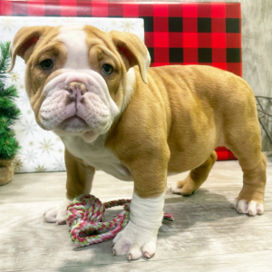 Victorian Bulldog Puppy Joy