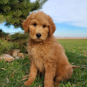 Goldendoodle Puppy Bailey