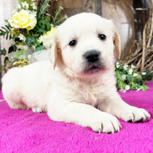 Golden Retriever Puppy Aggie