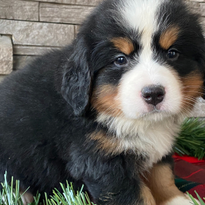 Bernese Mountain Dog Puppy Erica