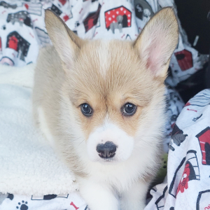 Pembroke Welsh Corgi Puppy Vivi