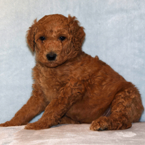 Poodle Puppy Elvis