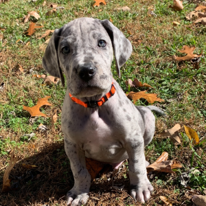 Great Dane Puppy Sammy