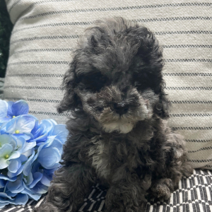Cockapoo Puppy Cassie