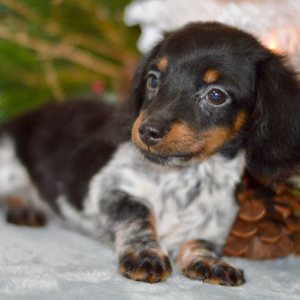 Dachshund Puppy Leo