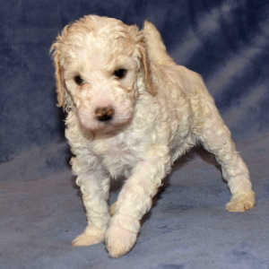Poodle Puppy Sugar