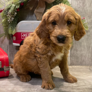 Goldendoodle Puppy Melvin