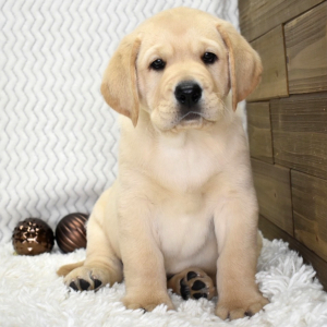 Labrador Retriever Puppy Roland