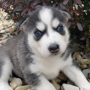 Siberian Husky Puppy Eddie