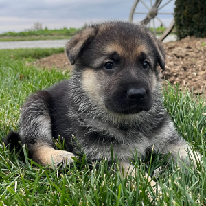 German Shepherd Dog Puppy Zolly