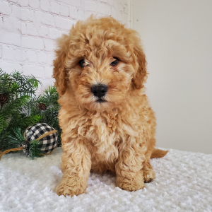Goldendoodle Puppy Skye