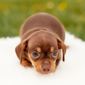Chiweenie Puppy Axel