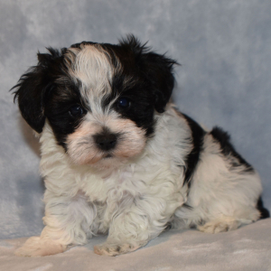 Miniature Schnauzer Puppy Alana